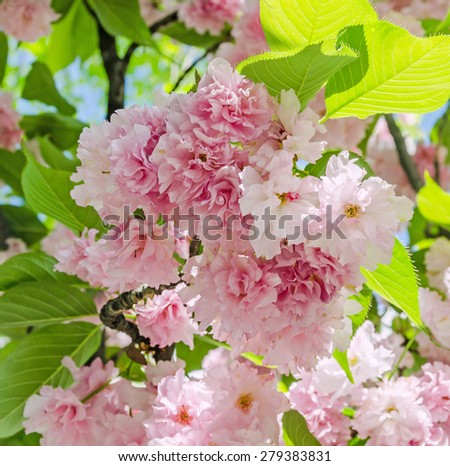 Pink tree flowers of Prunus serrulata Kanzan, branch flowers, japanese cherry, floral background, close up.