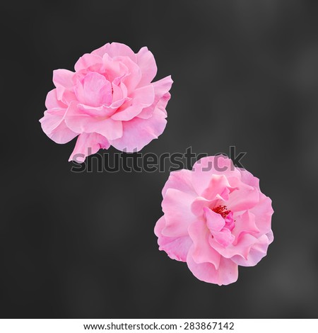 Pink roses flowers, close up, isolated, black background