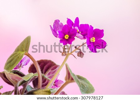 Violet Saintpaulias flowers, commonly known as African violets, Parma violets, close up, isolated, colored bokeh background.
