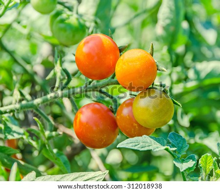 Red cherry tomato, edible red fruit, berry of the nightshade Solanum lycopersicum, commonly known as a tomato plant.