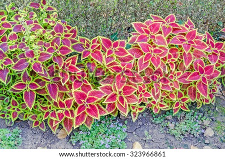Purple with yellow coleus ornamental plant, close up, outdoor.