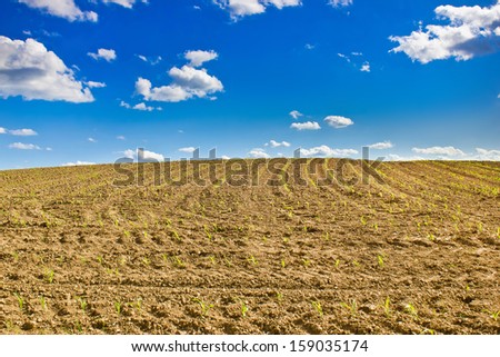Cornfield - newly sowed corn plants on a field under blue sky