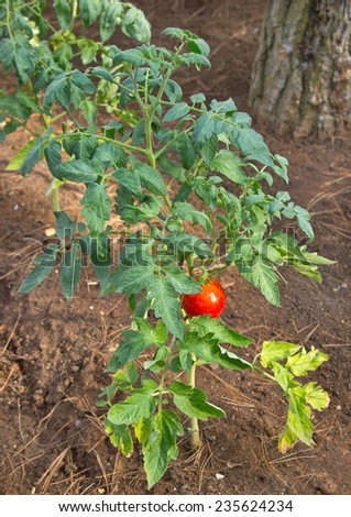 Red tomato plant vertical view on red dirt