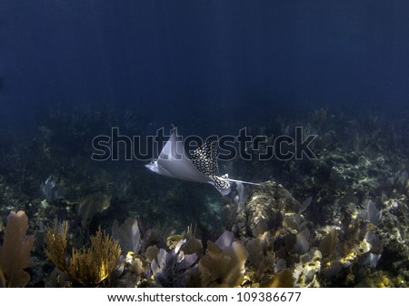 A spotted eagle ray swimming over a coral reef with a blue water background and sun beams shining through the water in Key Largo, Florida