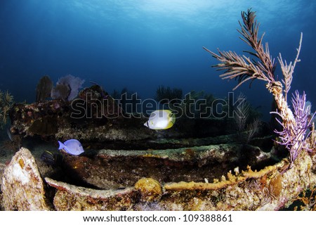 Butterfly fish swimming over the coral encrusted shipwreck of the Benwood in Key Largo, Florida