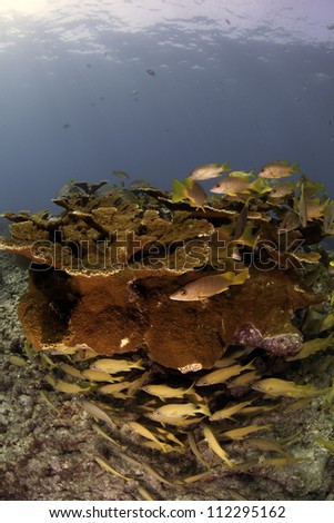 Mature Elkhorn Coral Colony on top of a coral reef with fish amongst the coral and a blue background shot with a fisheye lens in Key Largo, florida