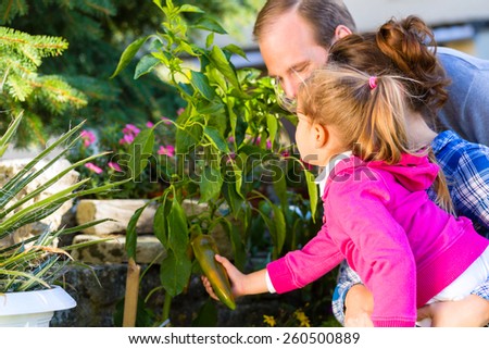 Mother, father and daughter in garden harvesting vegetables
