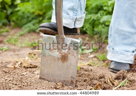 Woman gardener - only feet to be seen - digging the soil in spring with a spade to make the garden ready