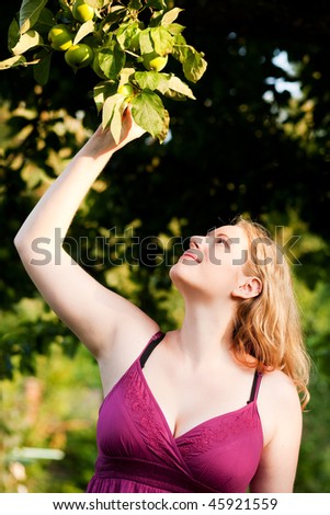 Woman gardener stretching her arm to harvest a fresh apple from the tree she has in her garden