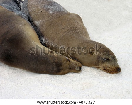Galapagos Sea Lions Snuggling