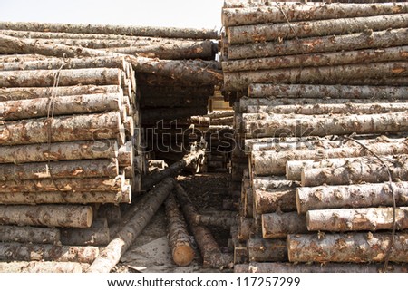 Birch Wood Logs in Forest Ready for Transport