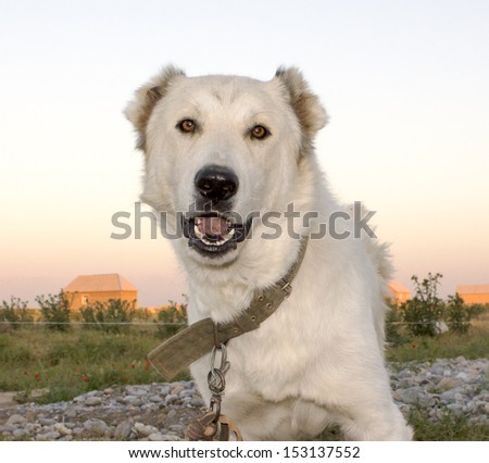 white big dog in the private sector
