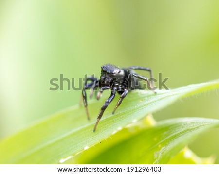 black spider on green grass