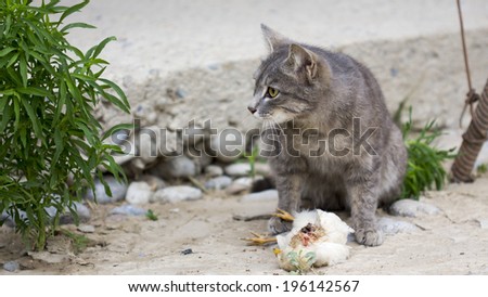 Cat hunted a bird