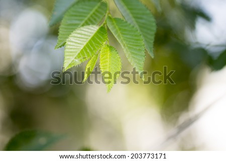 beautiful leaf of a tree in the yard macro