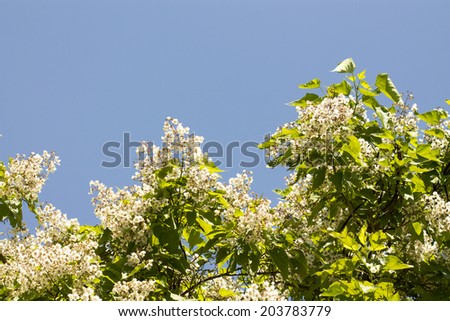 landscape blooming street tree against the sky
