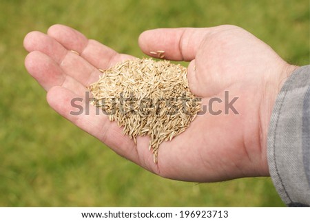 Hand holding grass seed against a defocussed lawn background