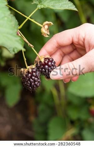 Ripe soft fruit being picked off of the vine by a woman\'s hand