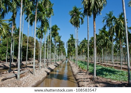 The shortage is a perennial type or palm shoots. Broken stems clump clump is about 6-12 one tree trunk to articulate. And bend away from the root clump height of 25-30 feet.