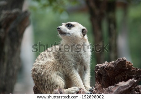 Meerkat animal is active. Enemies can run away quickly. Often have a habit of vigilance. Precautions at all times.