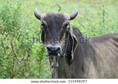 Thailand bovine animals are mammals. Beautiful varieties sold to butchers and popular culture milk.