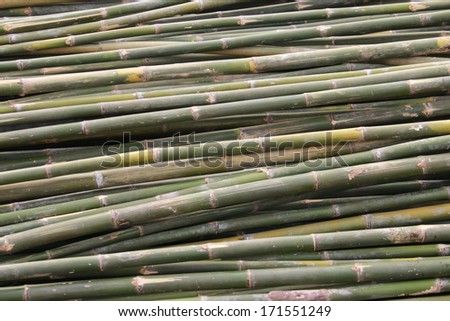 Bamboo is a grass family tree A tall, very Utilized by many. Leaves also become food for the pandas as well.