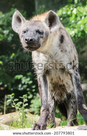 Hyena and the overall shape looks similar to a dog or wolf. This is a carnivore in the family Canidae, but hyenas are not dogs. If an animal is in the house of himself.