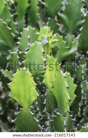 Cactus is a plant in the desert. The cactus is a perennial Even in the dry arid desert to die without it.