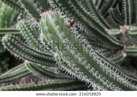 Cactus is a plant in the desert. The cactus is a perennial Even in the dry arid desert to die without it.