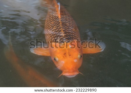 CARP or fancy carp, also known as fancy carp, black carp. Or carp IX. A freshwater fish of the carp. Japanese Koi called
