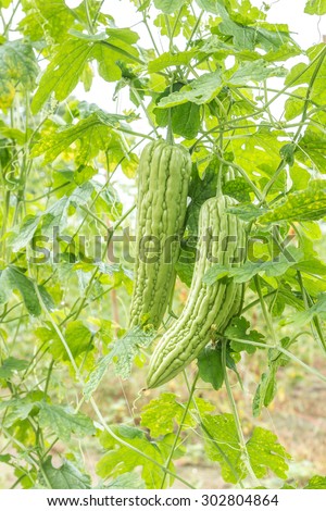 Ivy gourd is tropical in cucurbits. (Cucurbitaceae) grown for use as food is bitter and the best known are two varieties of Chinese bitter gourd and bitter.