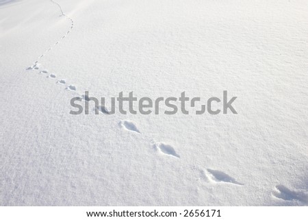 footsteps of a rabbit