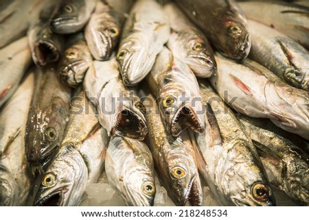 stack of dead predator fishes.