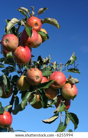 Red apples on a tree in the region of 