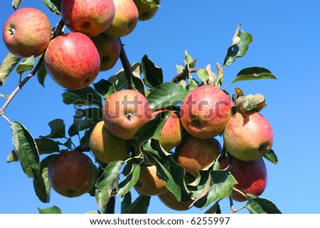 Red apples on a tree in the region of \