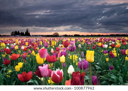 Sunset Over Farm Field Of Colorful Tulip Flowers Blooming In Oregon In ...