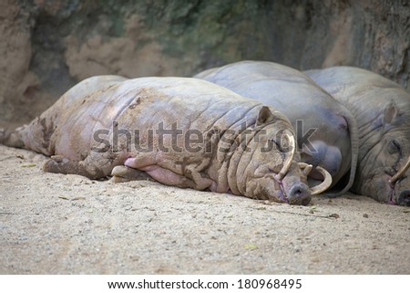 Babirusa Deer Pigs Wild Boar From indonesia Sleeping Taking an Afternoon Nap