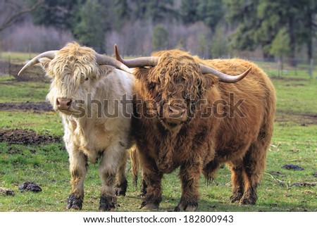 Kyloe Highland Cattle Pair Bull Cow Scottish Breed