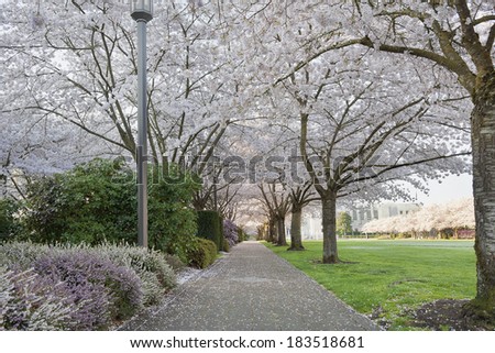 Cherry Blossom Trees Canopy Blooming Along Garden Path in Capitol State Park in Salem Oregon During Spring Season