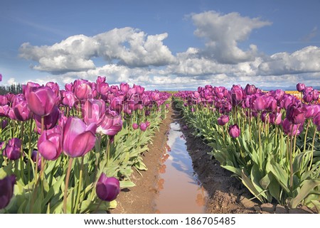 Rows of Purple Tulip Flowers in Tulip Farm with Blue Sky and White Clouds Over Landscape