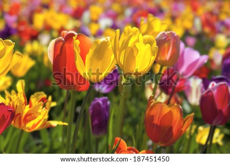 Field of Mixed Colors Tulip Flowers in Bloom During Spring Season Landscape at Oregon Tulip Farm Background