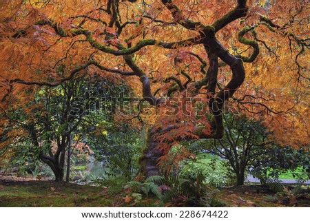 Under the Old Japanese Maple Tree in Autumn at Portland Japanese Garden