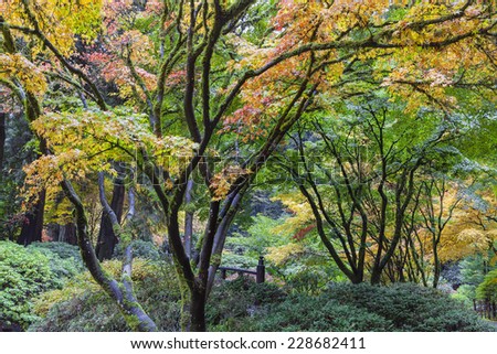 Japanese Maple Trees Fall Color Foliage by the Moon Bridge at Portland Japanese Garden in Autumn Season