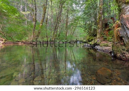 Falls Creek Forest Reflection in Gifford Pinchot National Forest in Washington State