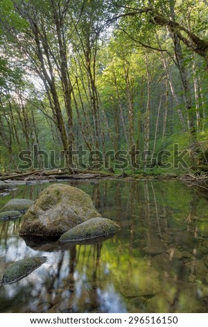 Falls Creek Forest with Mossy Rocks Reflection in Gifford Pinchot National Forest in Washington State