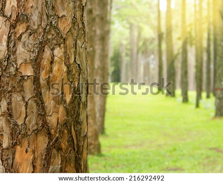 Pine forest. Close up pine bark