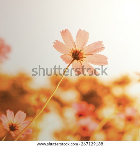 flowers in blooming with sunset with a retro vintage