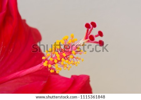 Shutterstock Puzzlepix