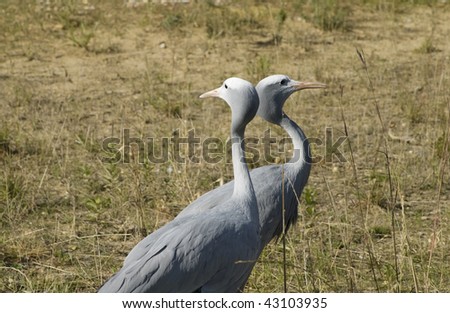 Near full body view of two Blue Cranes standing side by side each looking in the opposite direction