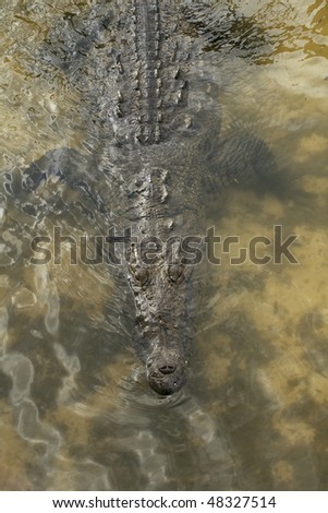 Crocodile wading in water